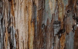 Detalle de corteza de árbol con texturas rugosas